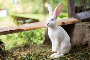 en skön vit inhemsk kanin är betning och gående utomhus foto
