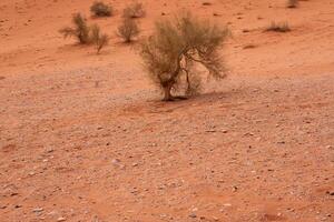 wadi rom öken- i jordan. på de solnedgång. panorama av skön sand mönster på de dyn. öken- landskap i jordan. foto