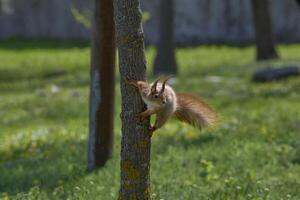 en ekorre hängd förbi en träd och spelar på dess bark. vilda djur och växter däggdjur djur i de parkera eller skog. foto