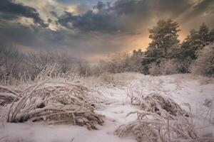 vinter- skog i harz bergen foto