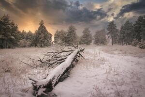 vinter- skog i harz bergen foto