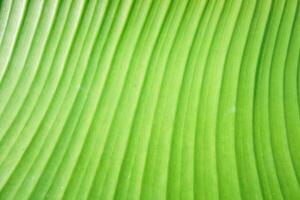 grön banan löv är en naturlig och skön bakgrund Foto