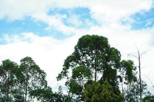 frodig träd i Indonesiens naturlig tropisk regnskog foto