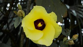 ljus gul blommor från de waru träd eller hibiskus tiliaceus på de kant av de strand foto