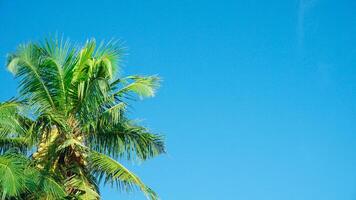 kokos träd och kokos löv mot de bakgrund av en rena blå himmel i sommar foto