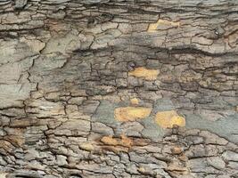 naturlig trä textur foto