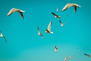 seagulls i de stad foto