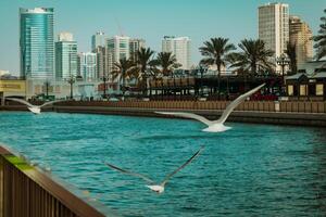 sharjah stad, se av de modern stad, seagulls i de stad foto