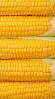 ai genererad kokt majs stänga upp rader av färsk gyllene gul majs kärnor vertikal mobil tapet foto