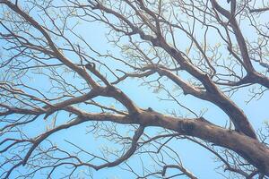 ai genererad torr träd grenar mot ljus blå himmel symbol av torka foto