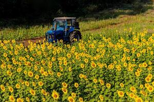 solrosor på ett jordbruks fält i Asien. växt gul blommor och solros frön. backgroud natur blå himmel och berg. under trevlig solig vinter- dag i bondens trädgård. foto