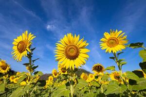 solrosor på ett jordbruks fält i Asien. växt gul blommor och solros frön. backgroud natur blå himmel och berg. under trevlig solig vinter- dag i bondens trädgård. foto