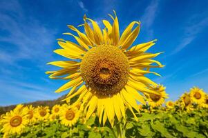 solrosor på ett jordbruks fält i Asien. växt gul blommor och solros frön. backgroud natur blå himmel och berg. under trevlig solig vinter- dag i bondens trädgård. foto