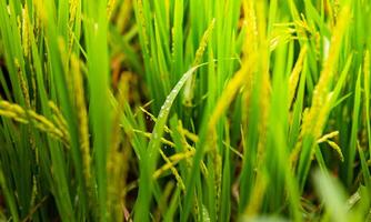 grön ris fält. ris öron i de regnig säsong. ris fält landskap. foto