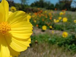 fält av blommande gula blommor på en naturbakgrund foto