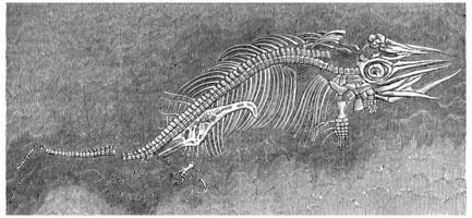 små ichthyosaur fossil bevarad i de livmoder av hans mor, årgång gravyr. foto