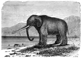 mastodont. föregångare av de elefant. miocen period, årgång gravyr. foto