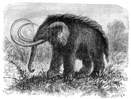 de mammut, elefas primigenius, årgång gravyr. foto
