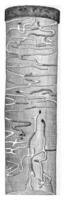 trunk gran presenter de molorchus mindre larv- gallerier, årgång gravyr. foto