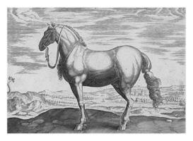 häst från nordlig Italien, årgång illustration. foto