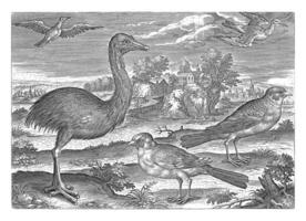 några fåglar i en landskap, adriaen collaert, 1598 - 1618 foto