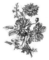 pionliknande blommor, anonym, 1679 - 1702 foto