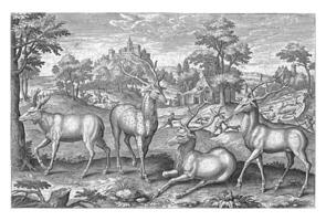 rådjur, adriaen collaert, 1595 - 1633 foto