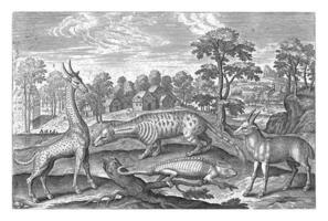 exotisk djur, adriaen collaert, 1595 - 1597 foto