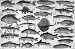 fisk av de ucayali, årgång gravyr. foto