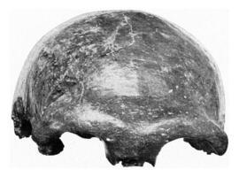 kranium neanderthal man, årgång gravyr. foto