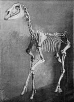 skelett av hipparion, årgång gravyr. foto
