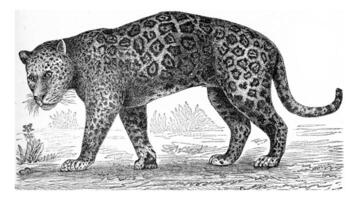 de jaguar, årgång gravyr. foto