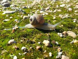 spiralformad lugn, en snigel i natur foto