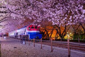 körsbär blomma och tåg i vår på natt den är en populär körsbär blomma visning fläck, jinhae, söder korea. foto