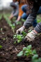 vår trädgårdsarbete entusiaster, vegetabiliska trädgård plantering foto