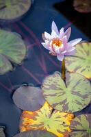 skön rosa vatten lilja ambal på en pott med löv i en botaniska trädgård foto