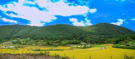 panorama- se av en lantbruk landa i söder korea med växter är irländare fält foto