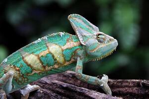 de förtäckt kameleont , chamaeleo calyptratus foto