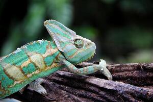 de förtäckt kameleont , chamaeleo calyptratus foto