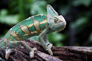 de förtäckt kameleont , chamaeleo calyptratus foto