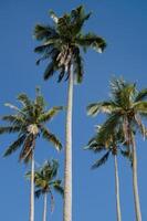 kokos träd och blå himmel av sommar foto