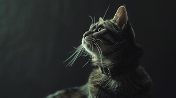 ai genererad katt med en katt krage professionell fotografi foto