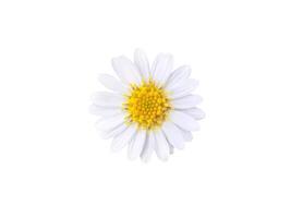 skön vit daisy isolerat på vit bakgrund foto