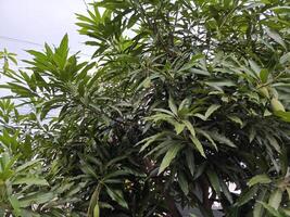Foto av en mango träd växt med tät löv