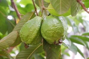 guava frukt på de träd i de trädgård med grön löv bakgrund foto