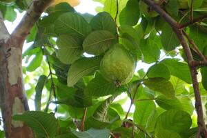 guava frukt på de träd i de trädgård med grön löv bakgrund foto