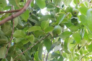 guava frukt på de träd i de trädgård med grön löv bakgrund foto