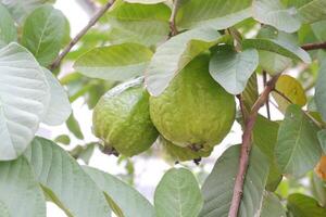 guava frukt på de träd i de trädgård med grön löv bakgrund foto