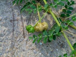 stänga upp av tribulus terrestris växt. foto