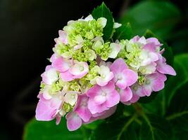 närbild hortensia blomma foto